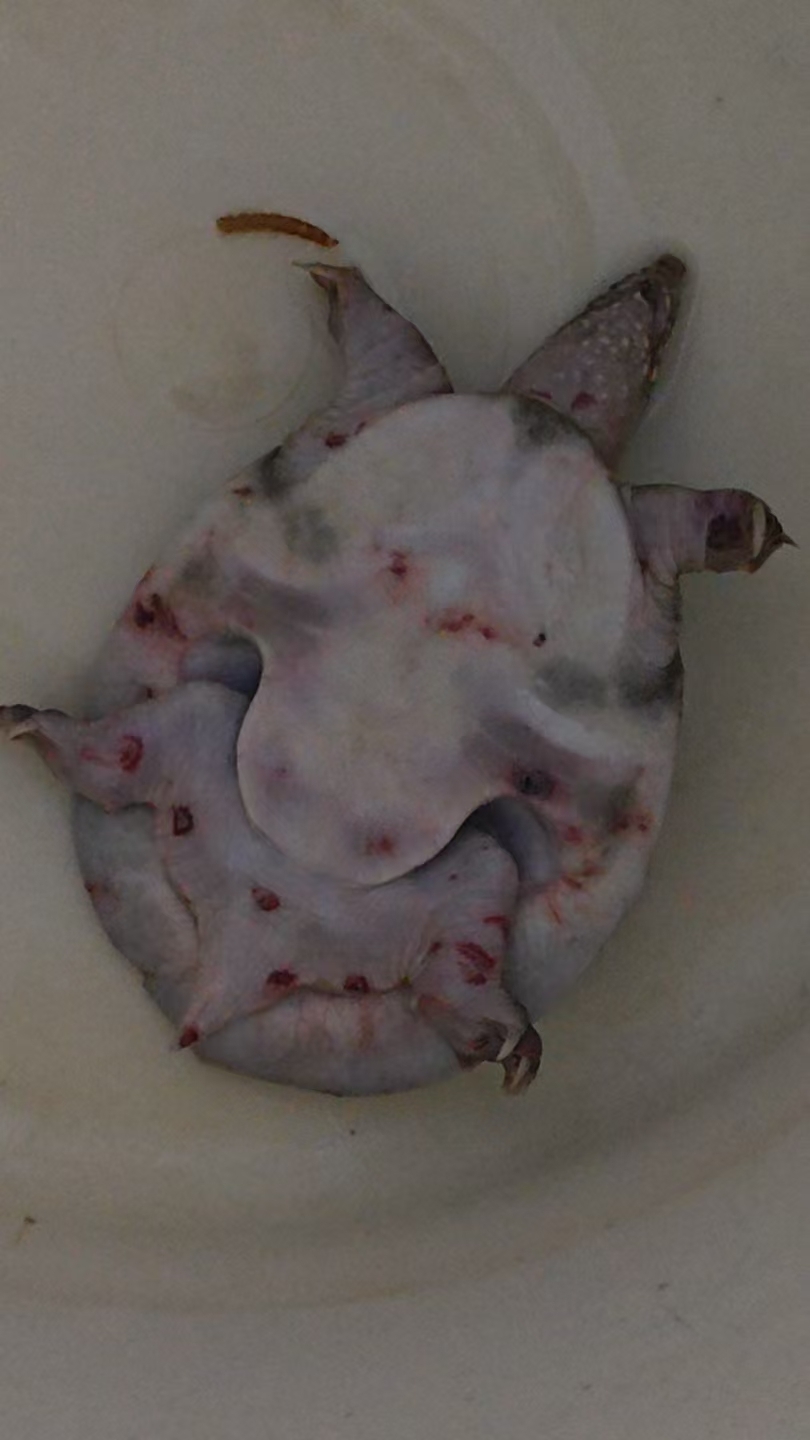 甲鱼肚子部位有红点#野生甲鱼# 为什么会有红点点,是什么原因引起的呢