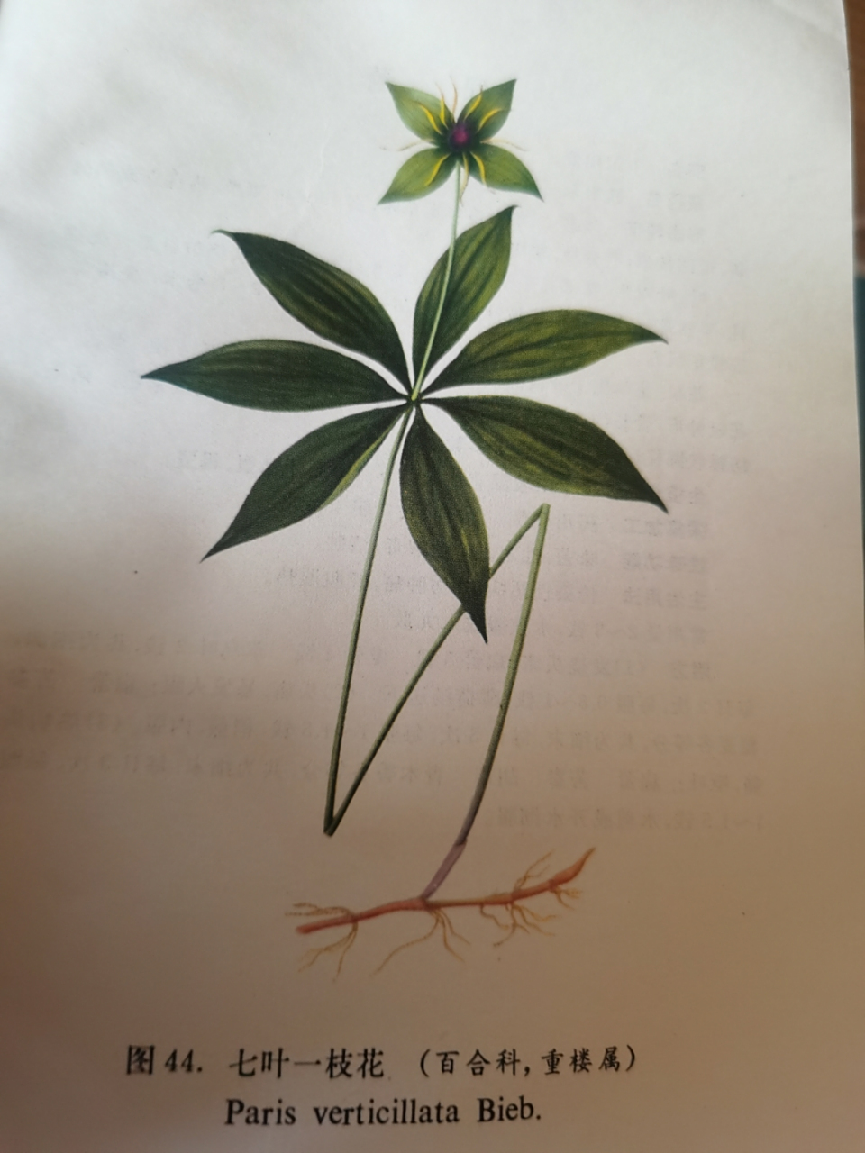 七叶一枝花 别名:轮叶王孙,北重楼. 蒙药名:阿拉坦一阿斯尔一其其格.