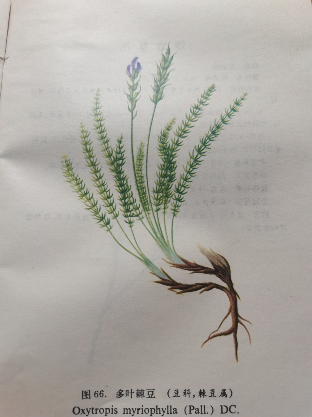 别名 鸡翎草,长肉芽草,狐尾藻棘豆