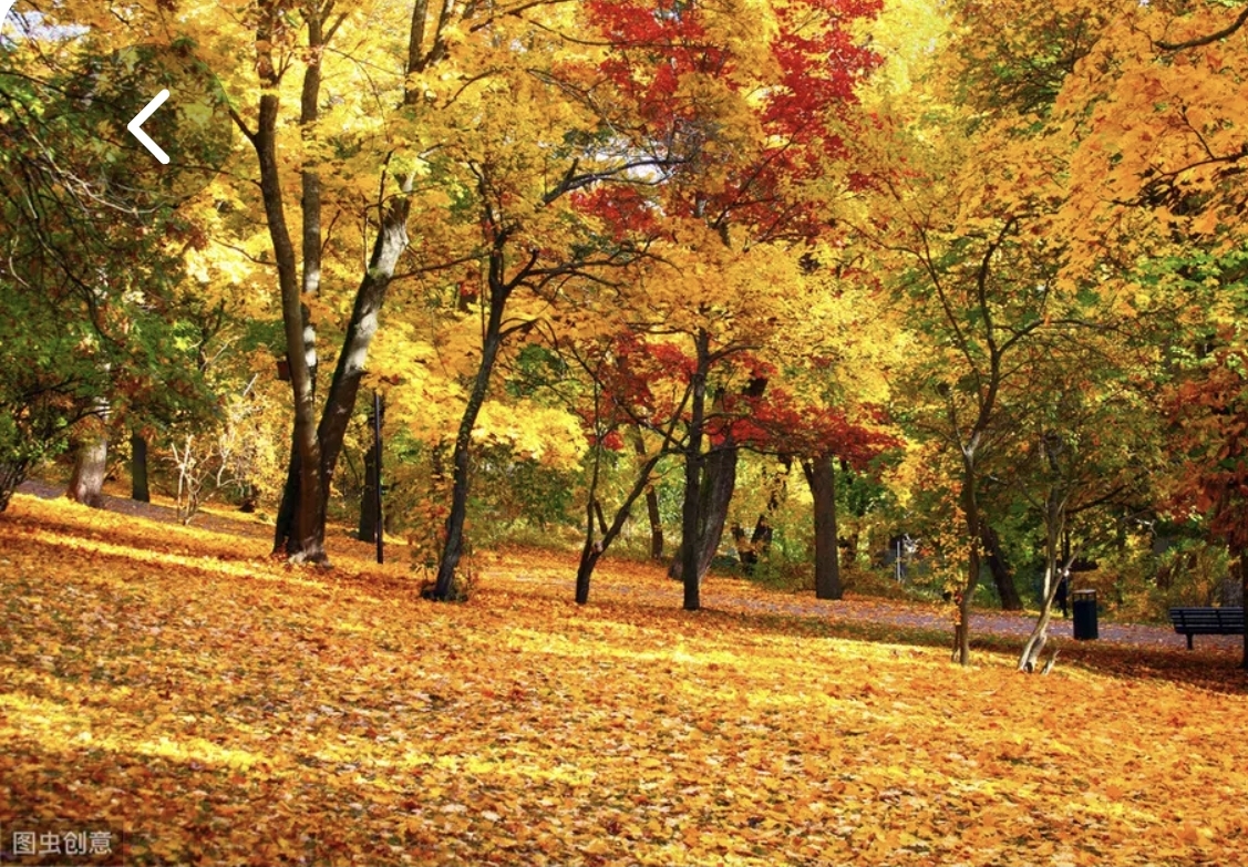 落叶纷飞:在公园或街道上,你可以看到树叶纷纷扬扬地飘落,为大