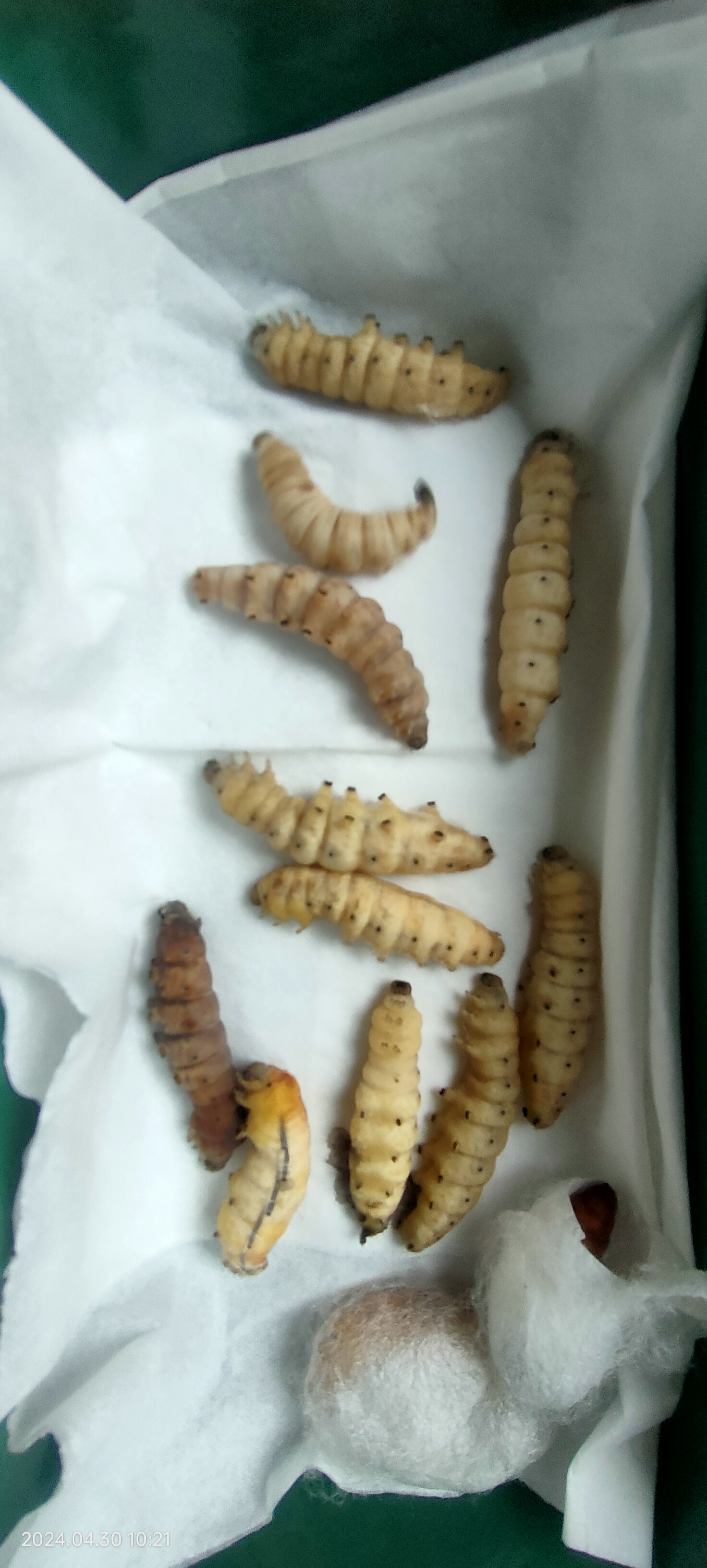 大神们,这蚕得了什么病啊?