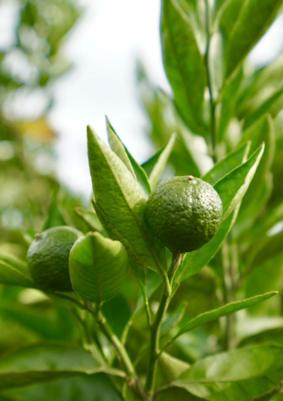 瓯柑,是浙江省温州市瓯海区特产,也是中国国家地理标志产品.