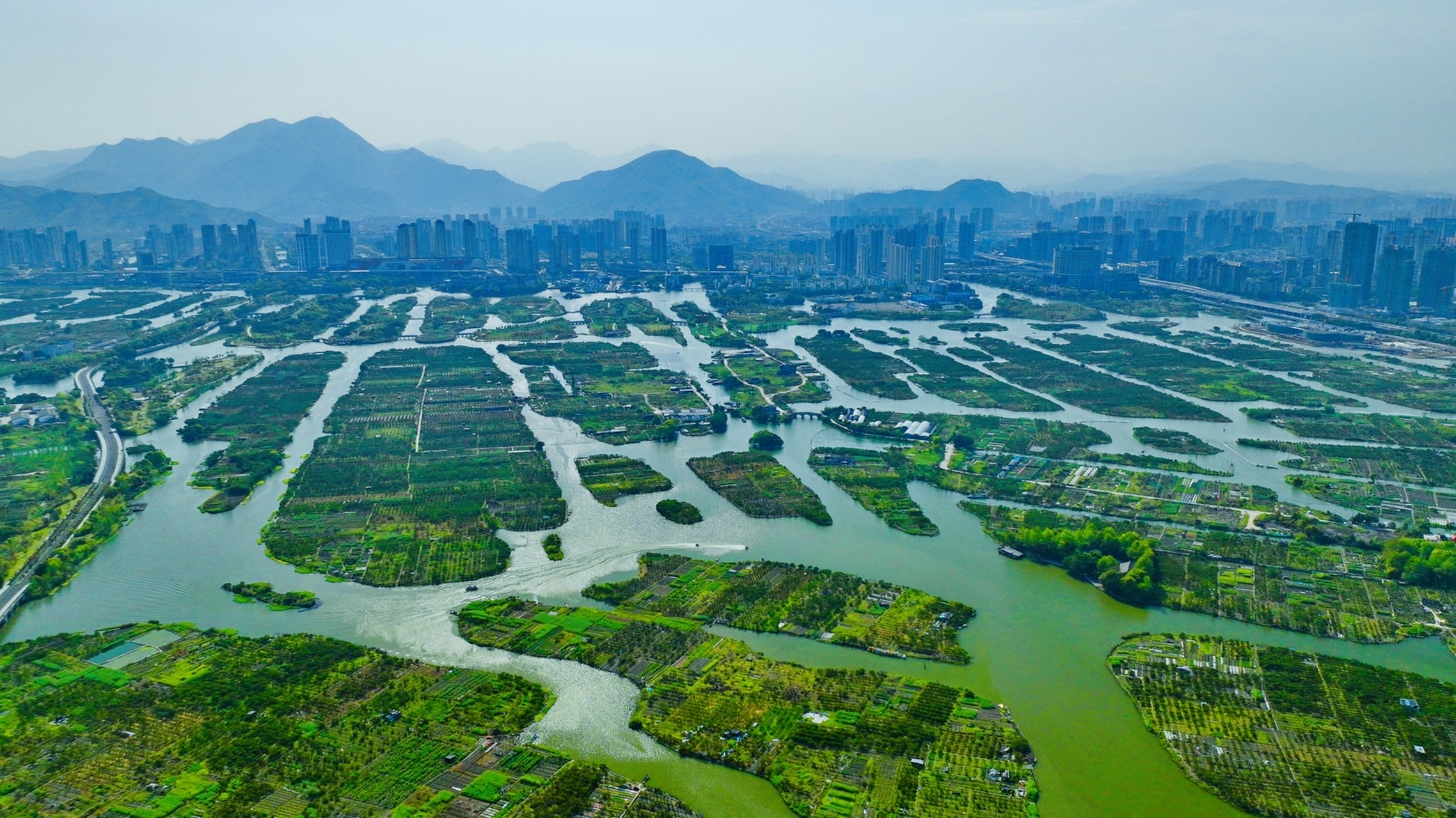 温州三垟湿地这些整整齐齐的绿色植物你知道什么树吗?
