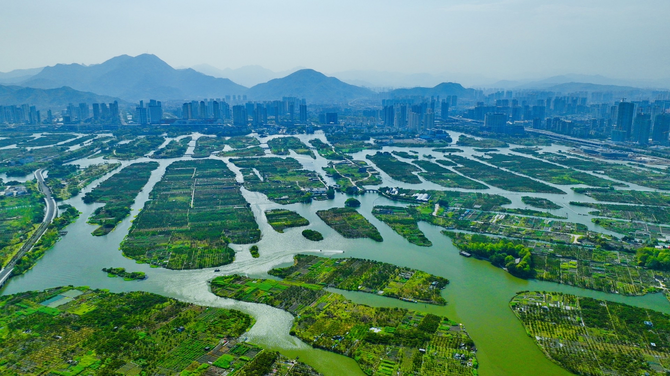 温州三垟湿地这些整整齐齐的绿色植物你知道什么树吗?