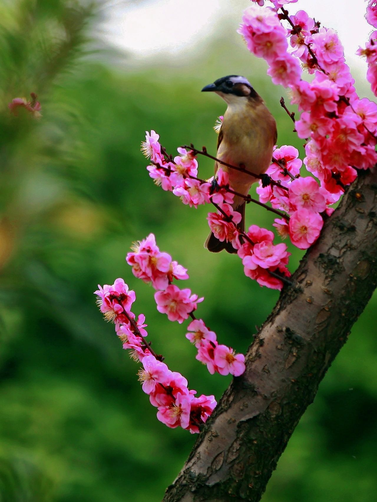 十二花神"梅花"