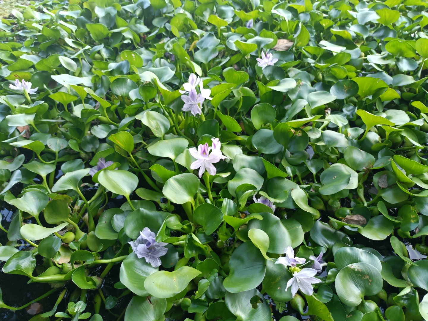 疯长的水葫芦花