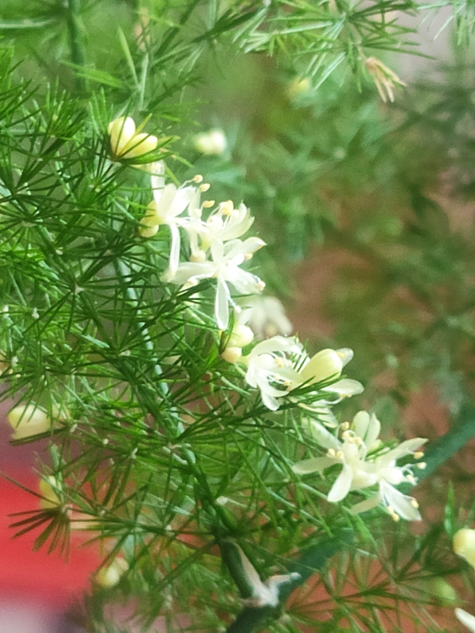 文竹开花了,小而精致,惹人怜爱,宛如柔弱的小女孩,不争不抢,但青春到