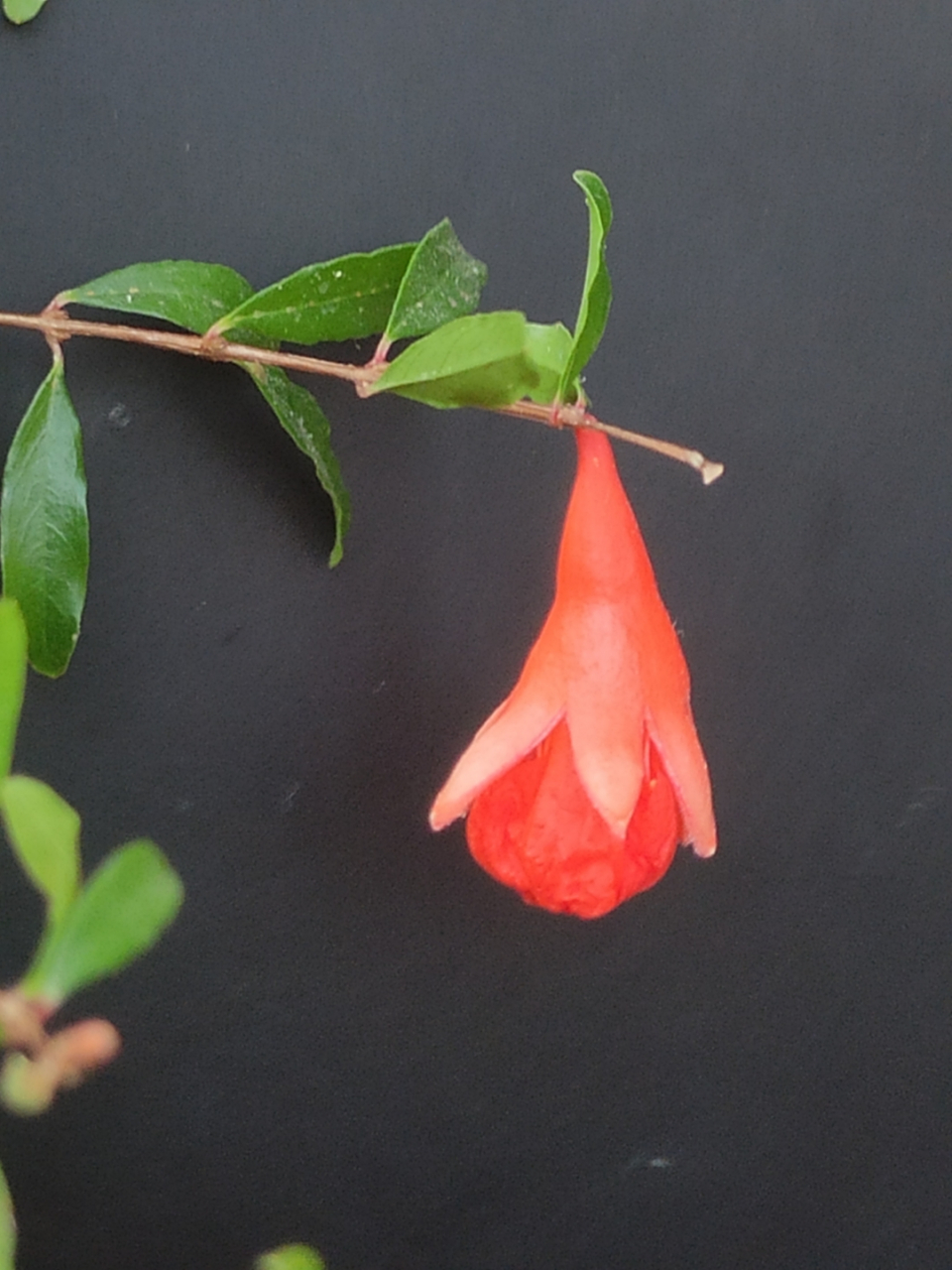 不小心的石榴籽发芽啦,长大啦,开花了,红红的是我们喜爱的模样