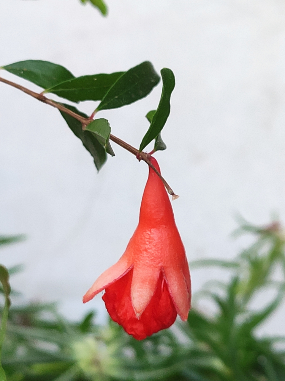 不小心的石榴籽发芽啦,长大啦,开花了,红红的是我们喜爱的模样