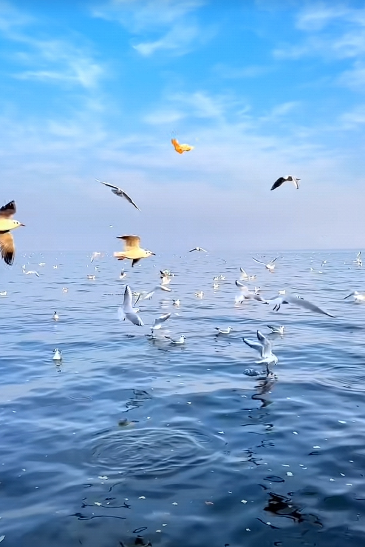 天高任鸟飞朗诵《独来独往》背景图片小鸽子飞过海洋时的图片玩的图片