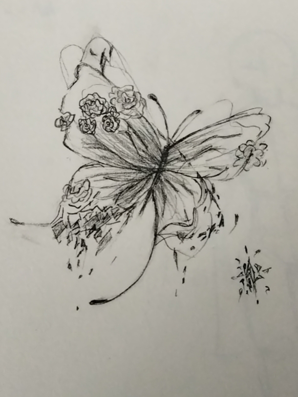 蝴蝶飞舞在素描本上,留下一串细腻的轨迹.
