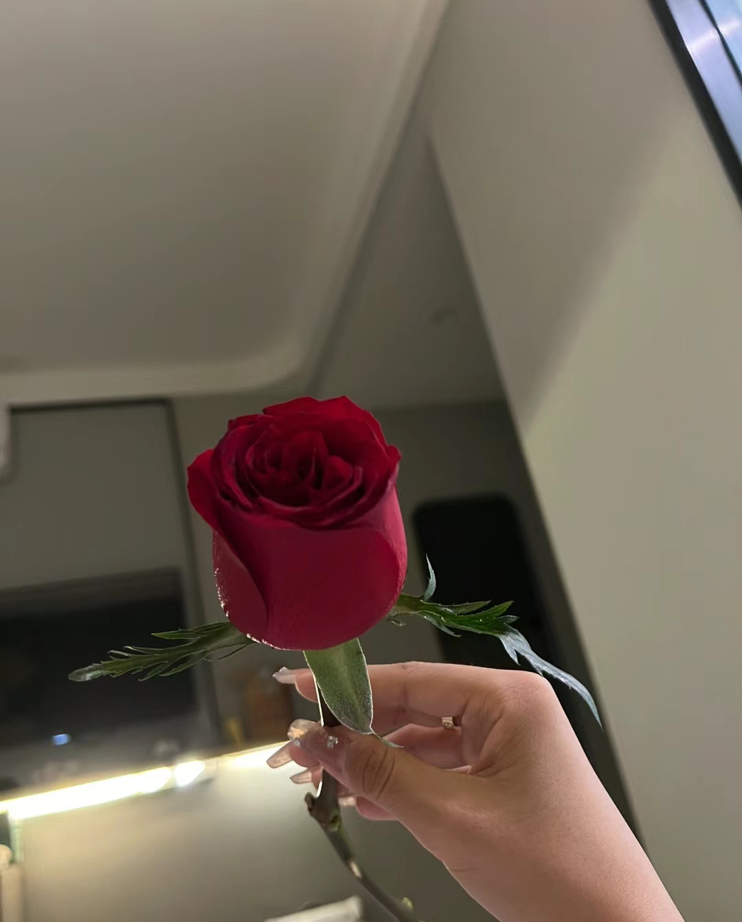 手捧一朵红玫瑰,心有猛虎细嗅蔷薇.