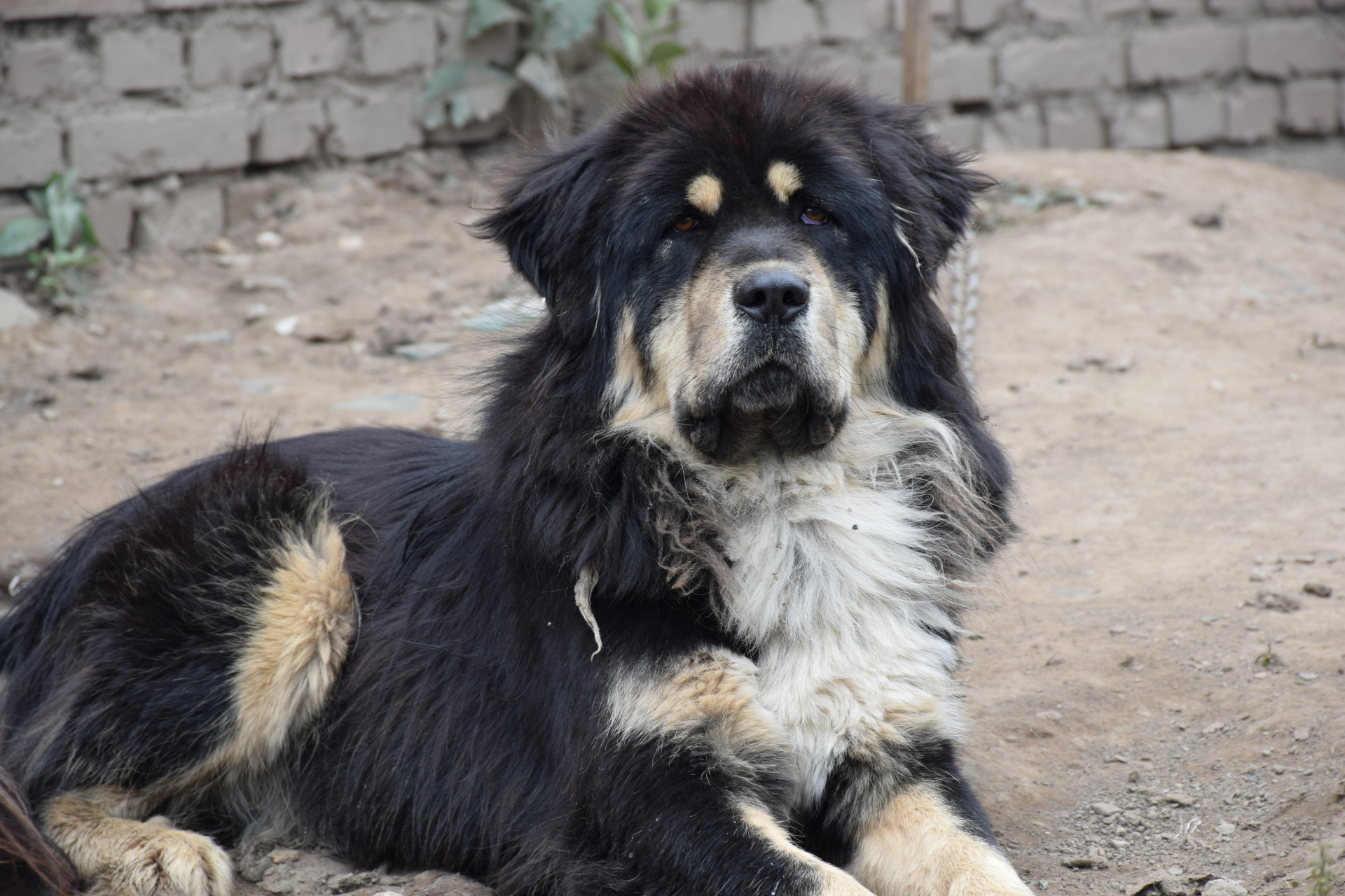 河曲狮头藏獒浪曲和他的儿子#晒出上学时的你