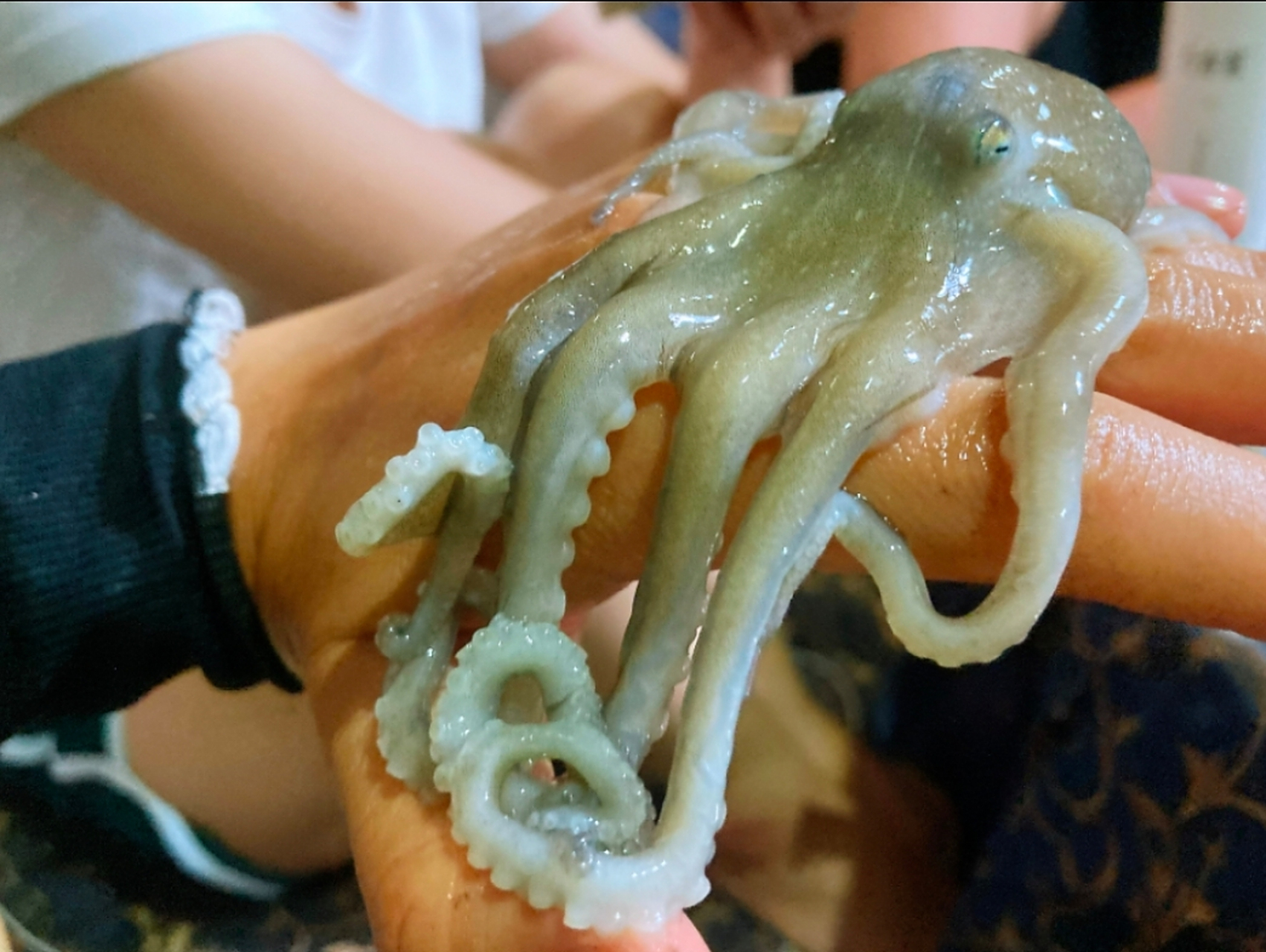 原来,章鱼血是蓝色的原因,是因为它们血液中不是铁离子而是铜离子