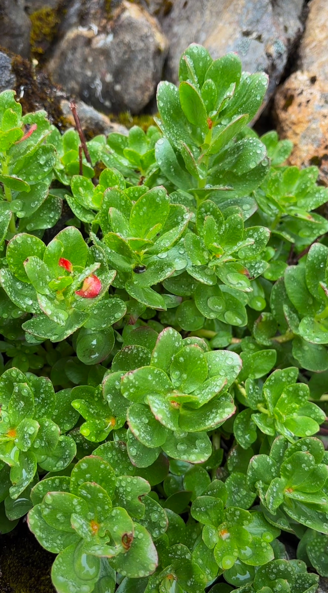 成功是化解矛盾的利器,靠妥协是不能够化解矛盾的