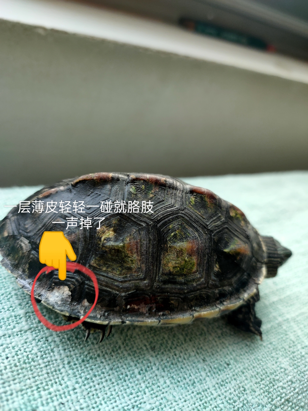 乌龟为什么会脱皮