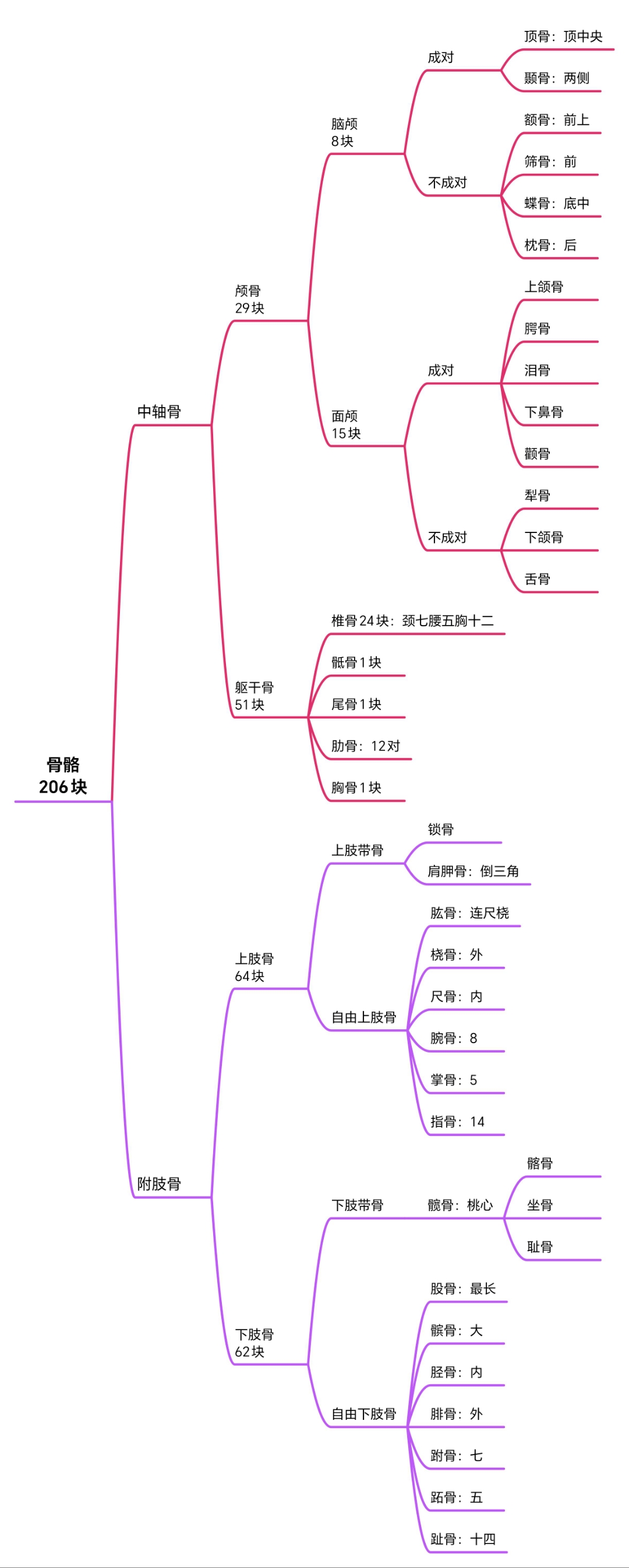 人体骨骼 思维导图   骨骼   人体解剖学