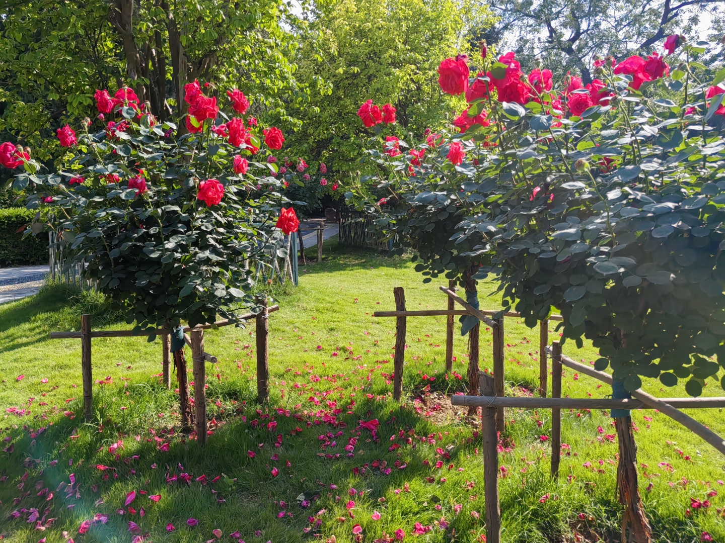 玫瑰树斜阳婆娑花瓣溅落在大地上舞蹈