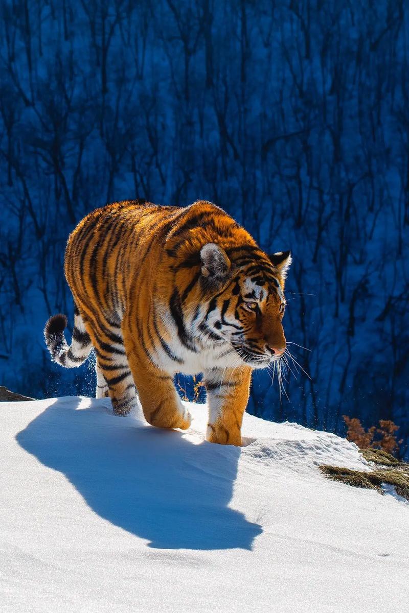 1东北虎最大的老虎亚种2孟加拉虎野生种群最多的亚种3华南虎又称中国