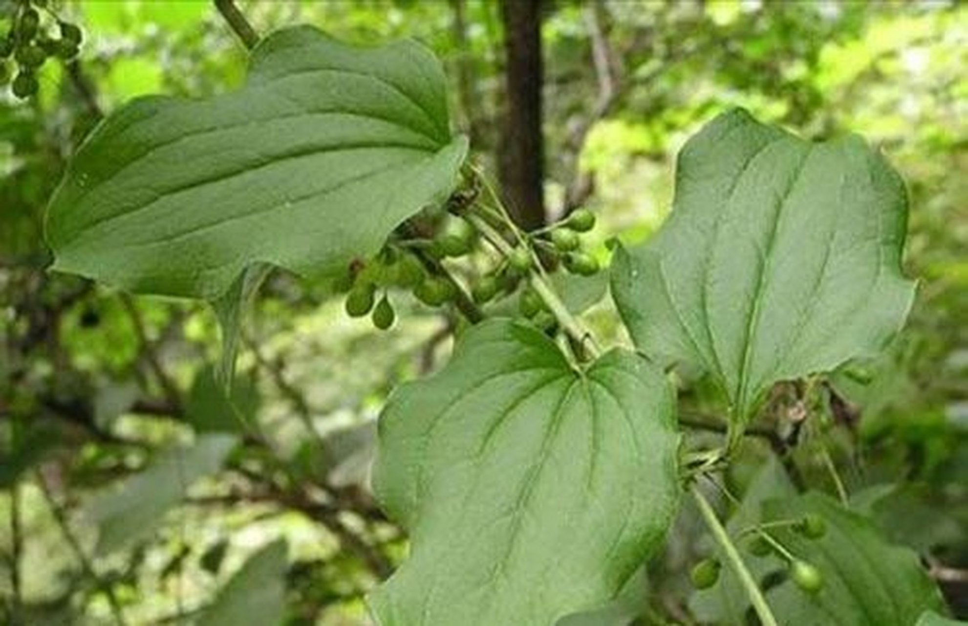 牛尾蕨 植物图片图片