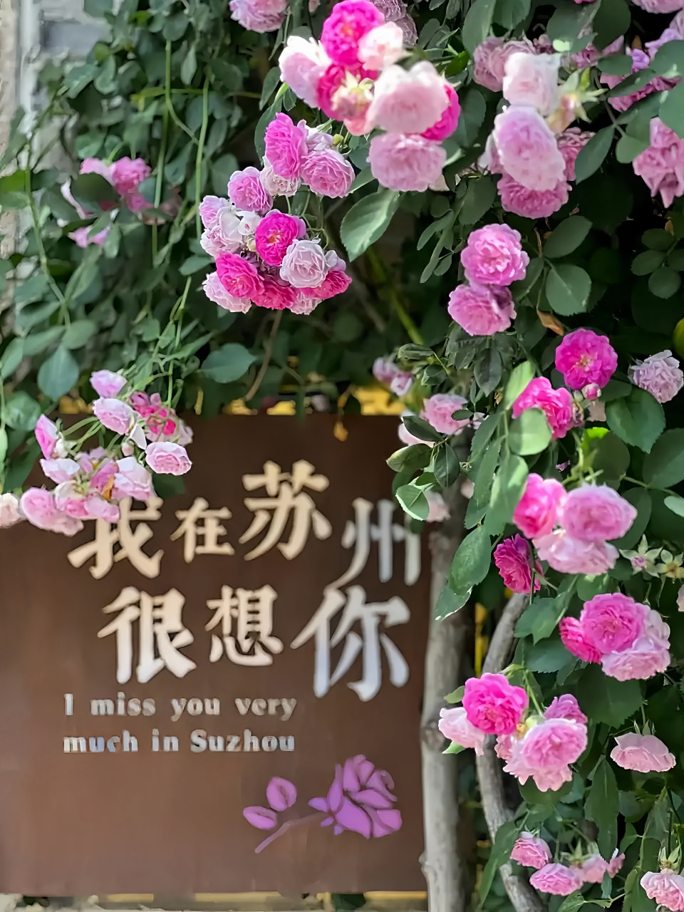 我在苏州很想你!