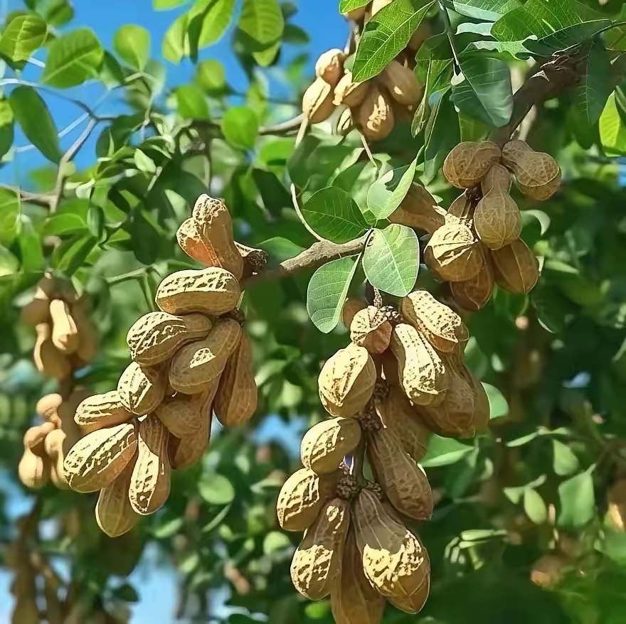 原来是神奇的树花生啊.