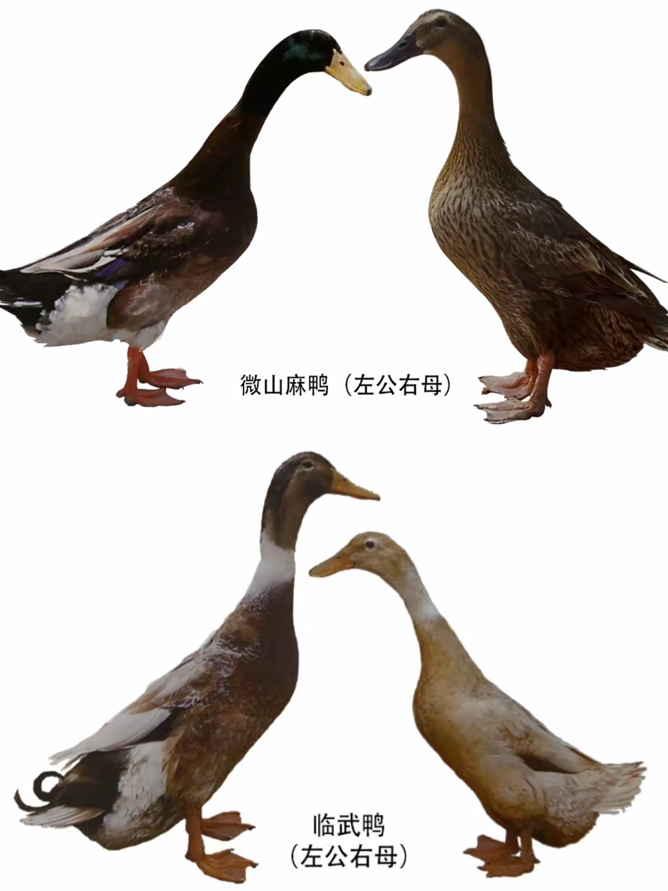 常见鸭子品种大全及介绍(常见鸭子品种大全及介绍图片)