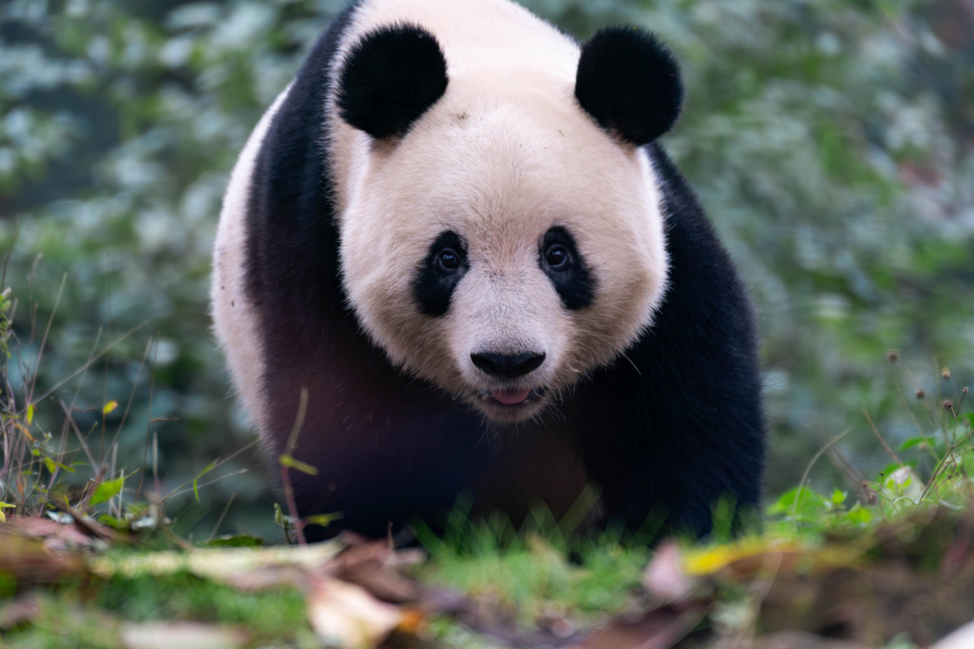 故事二:调皮熊猫的竹子大战  在一个阳光明媚的早晨,一群熊猫在竹林中