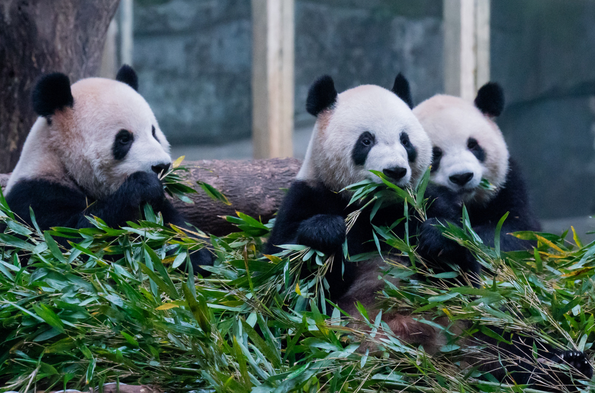熊猫的竹子迷宫  小圆圆住在一个竹林旁边的山洞里,它每天都会来到