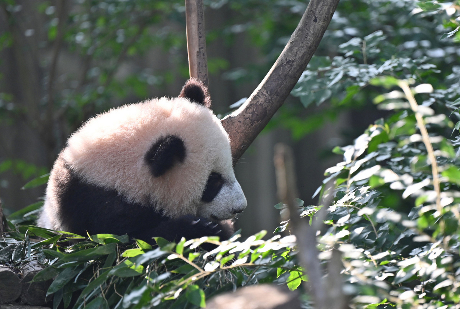 故事二:调皮熊猫的竹子大战  在一个阳光明媚的早晨,一群熊猫在竹林中