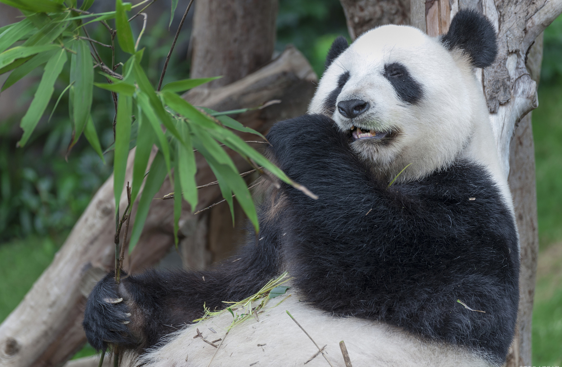 故事六:熊猫的竹林乐园  小圆圆生活在一片宽广的竹林中,这里是它的