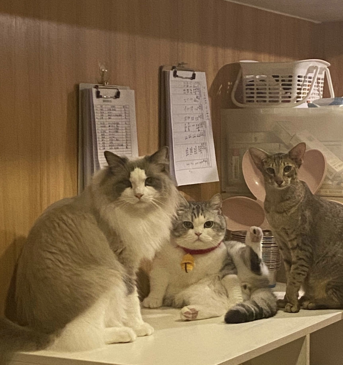 三只猫咪正在嬉戏的时候突然被打扰到的表情,这是齐刷刷的一致!