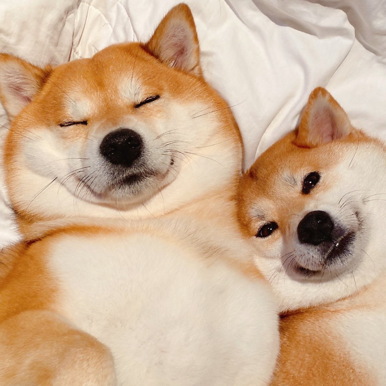 两个肥头大耳的柴犬的头像,这个脸胖的有点严重了哈,以后你们就叫柴好