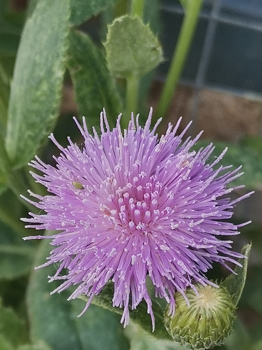 紫色蓟花,邂逅花海中的神秘仙子