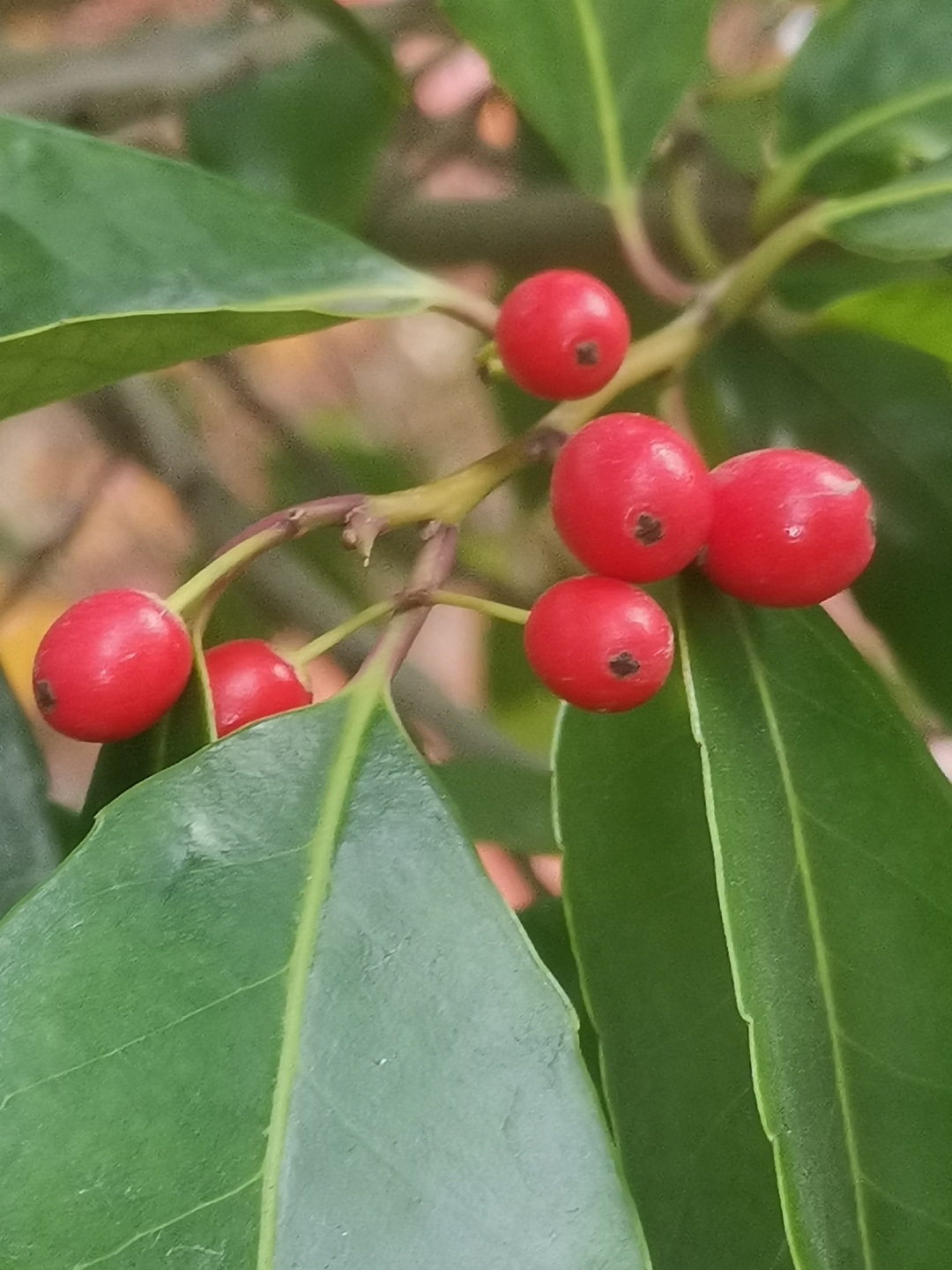 红豆生南国,冬来挂满枝