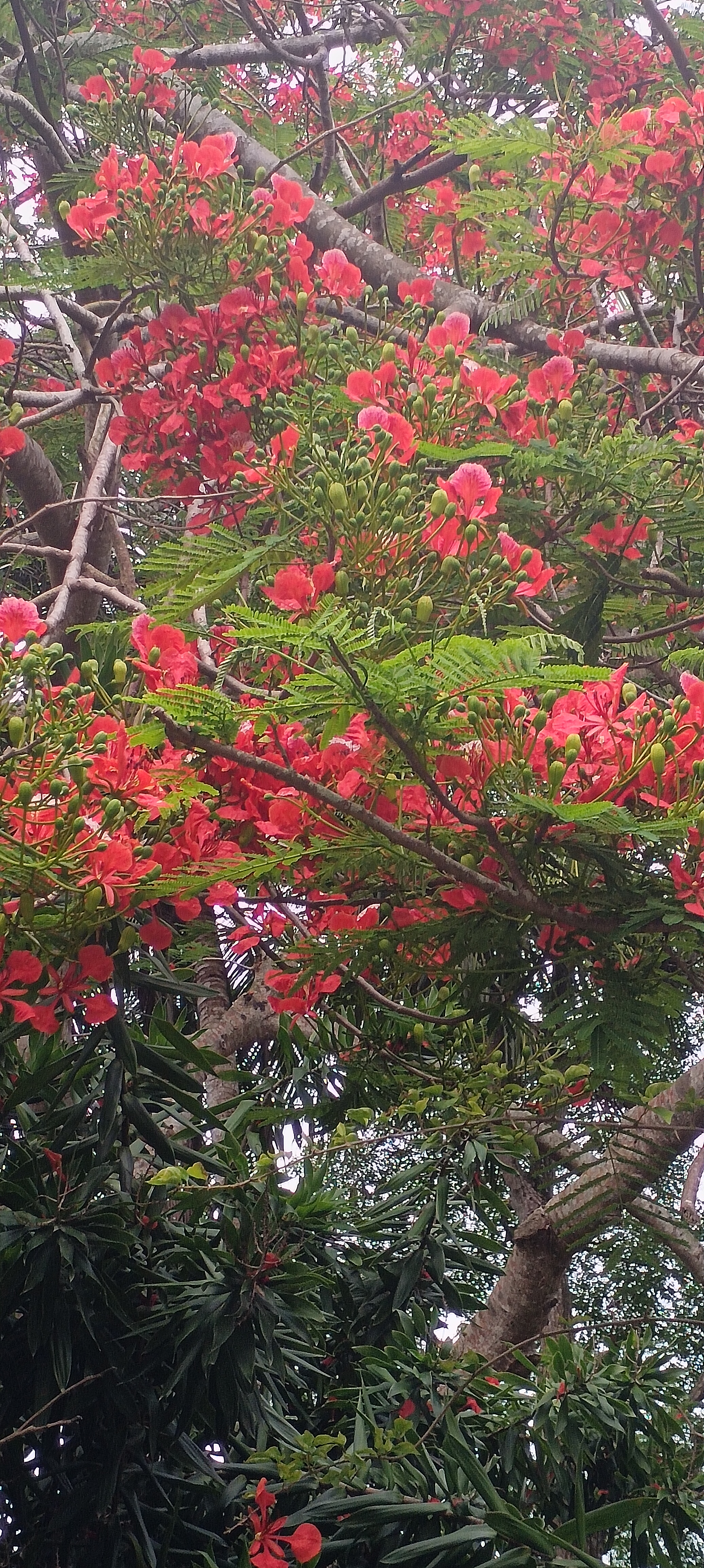 凤凰树开花的情形图片