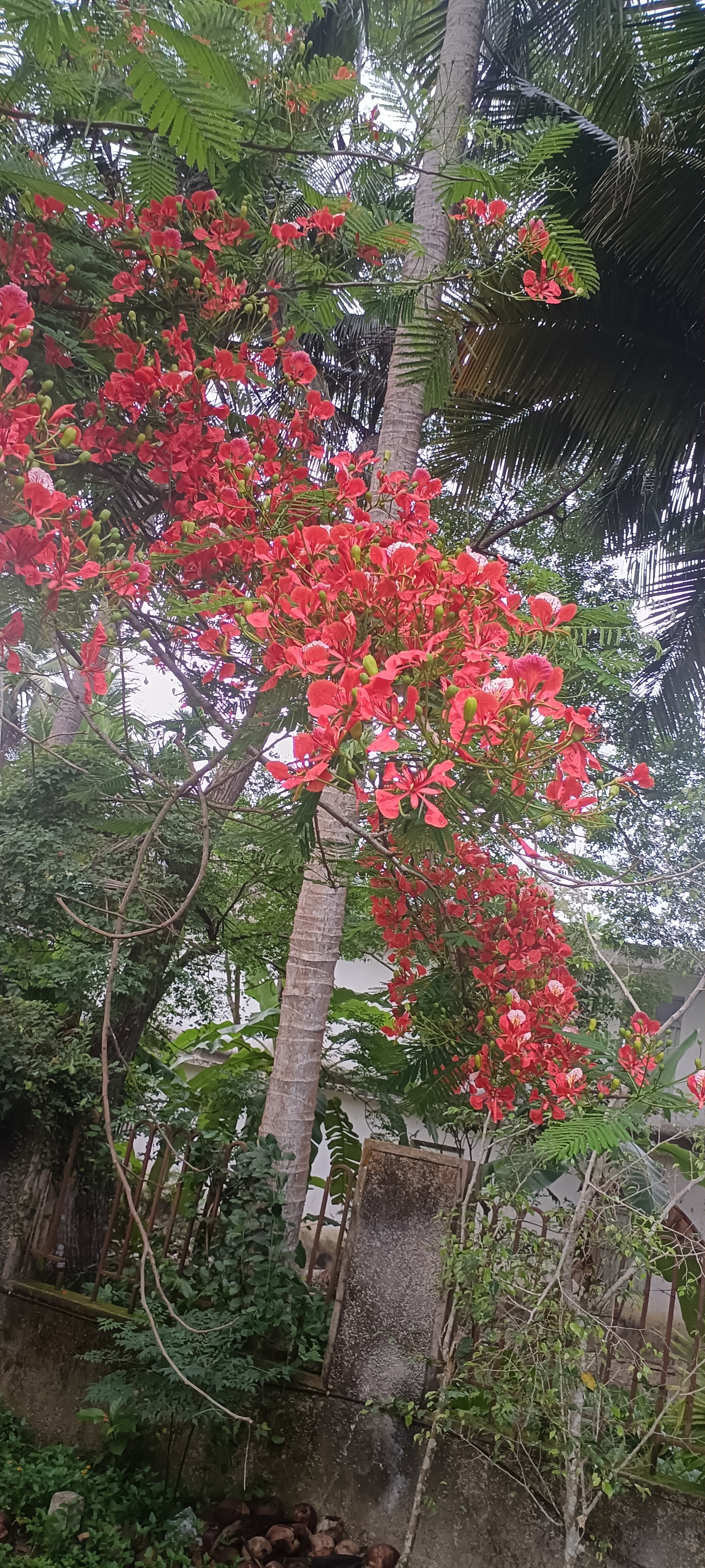 凤凰树开花的情形图片