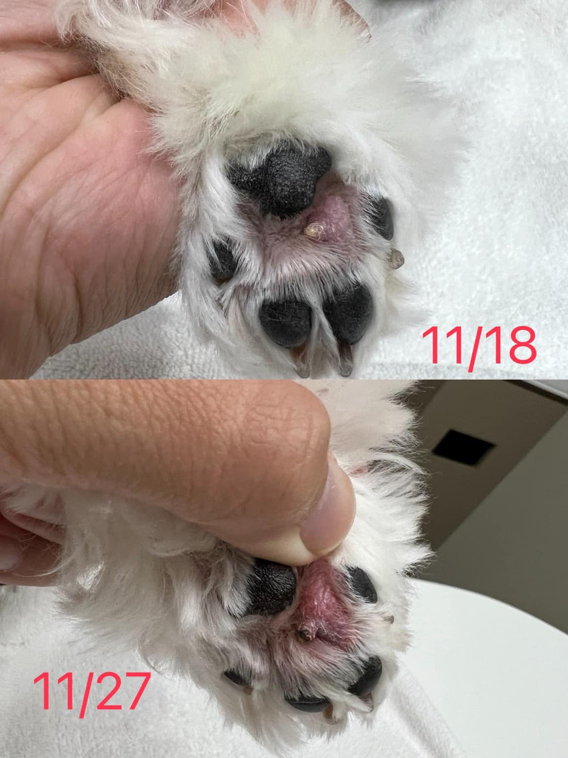 狗狗皮脂瘤保守观察慢慢消下去  当天看到饱饱的脚底有白白的很像粉刺