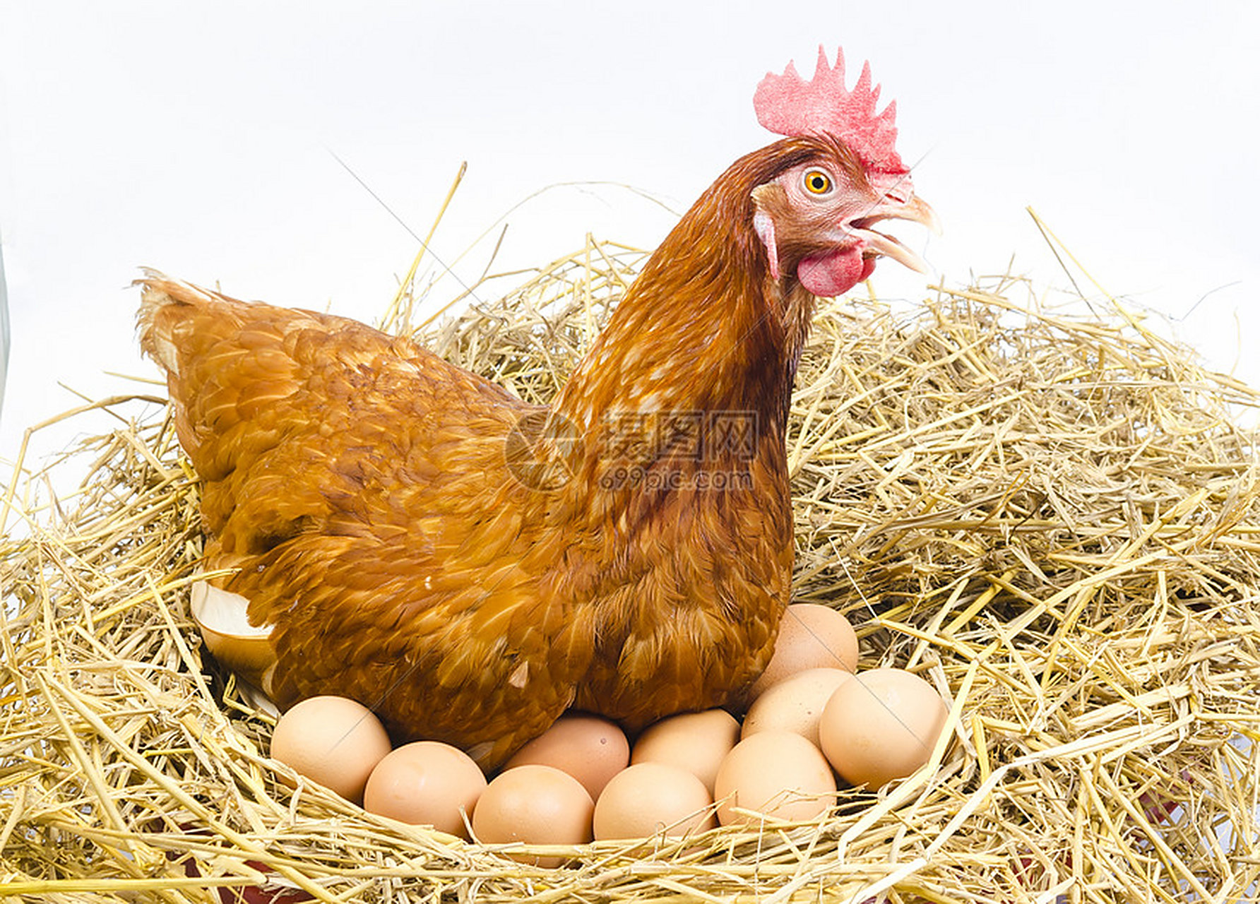 鸡生蛋.蛋生鸡,究竟是蛋创造了鸡还是鸡创造了蛋.