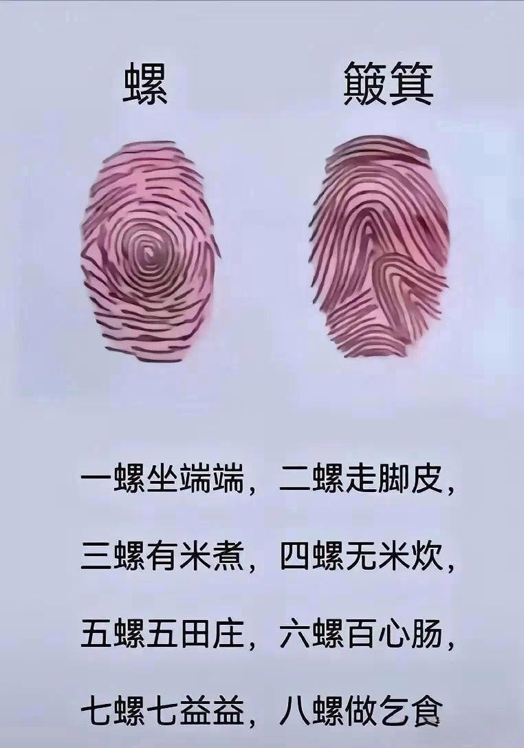 指纹分为"螺"(斗,呈同心圆或螺旋状)和"簸箕"