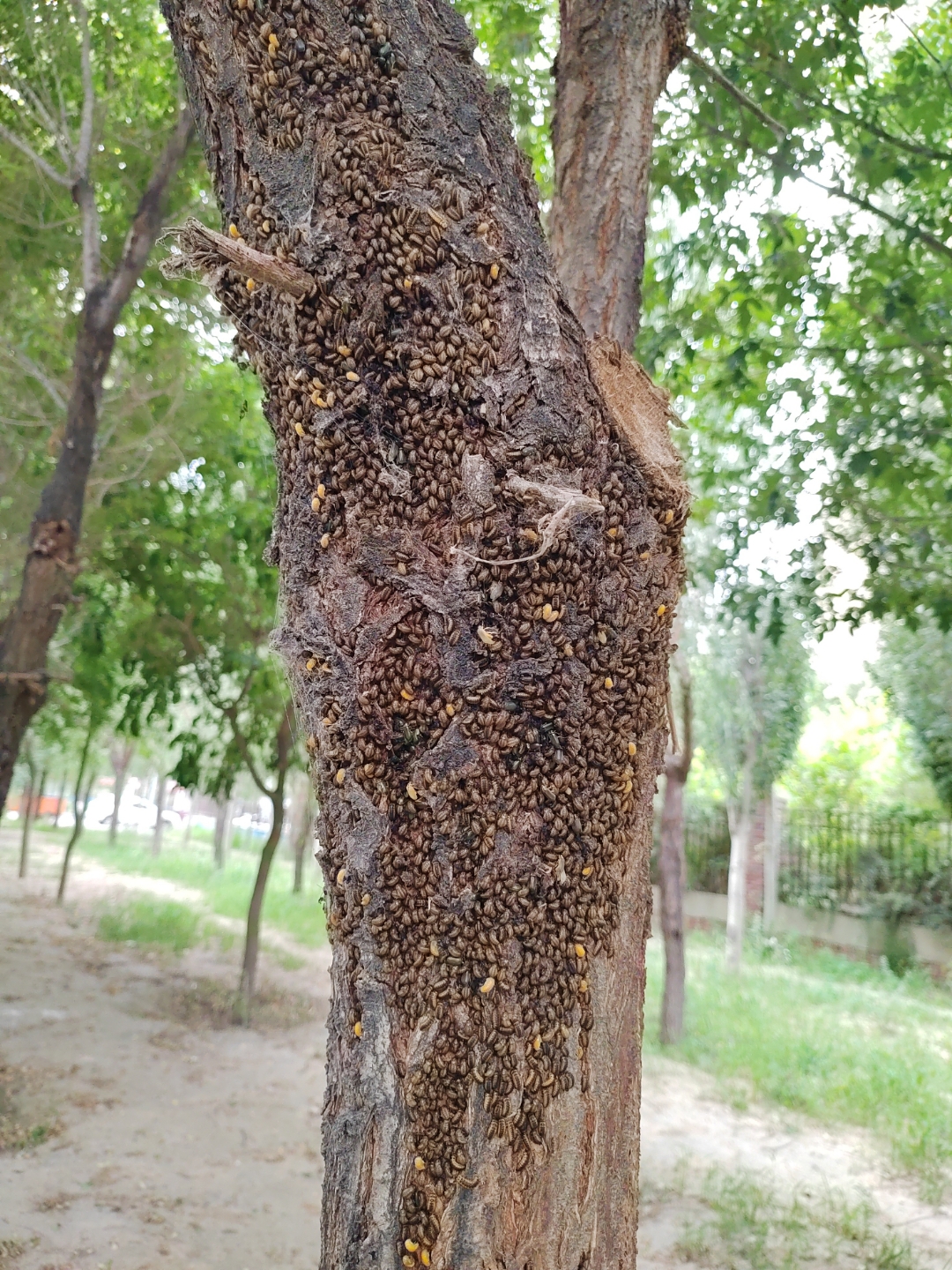 包头市科技路南段树木上有大量的病虫害,把树都快折磨死了!
