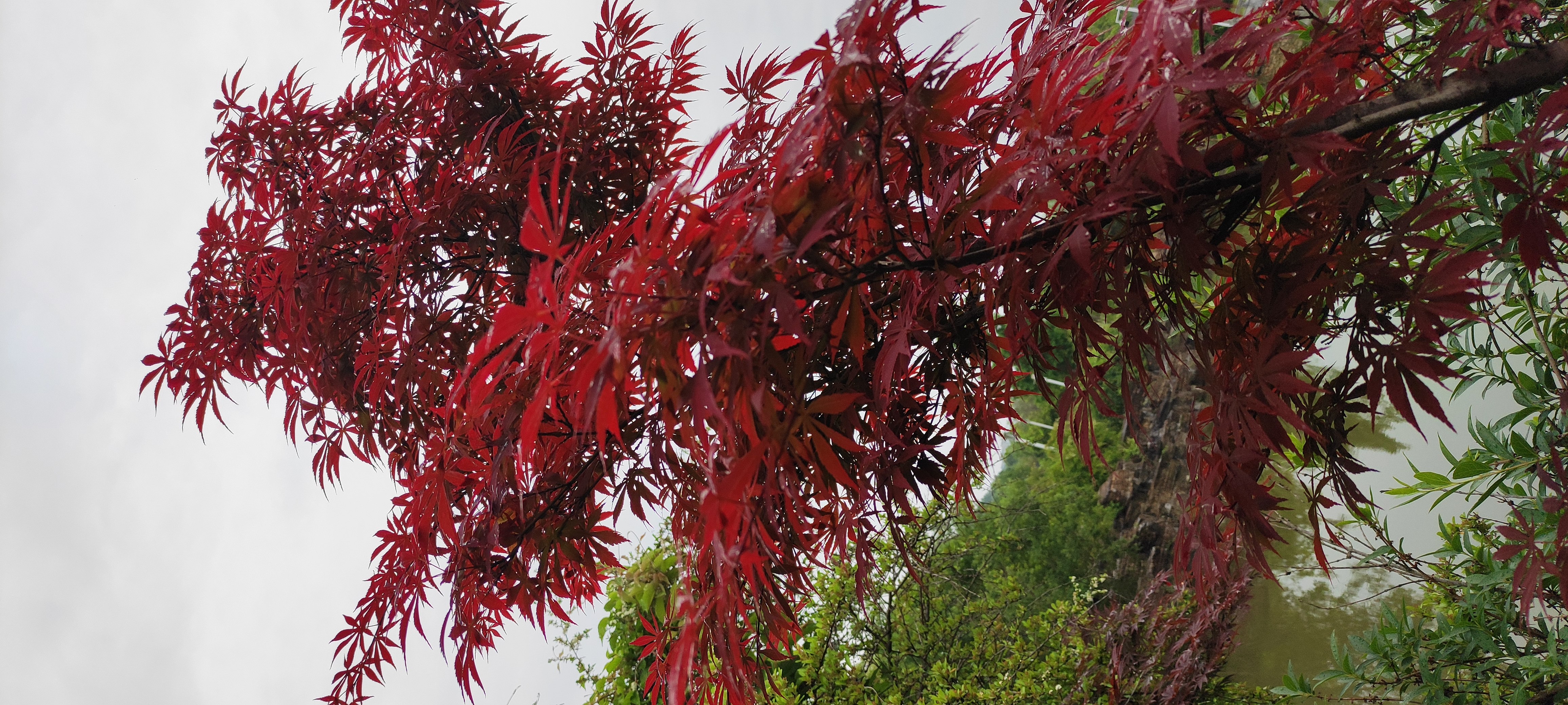 红叶李花花语图片