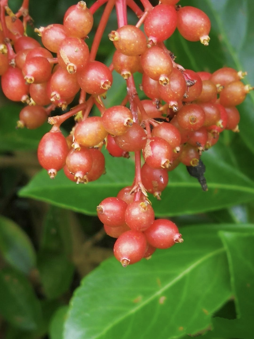 珊瑚树果实呈红色,椭圆形,常成串挂在枝头