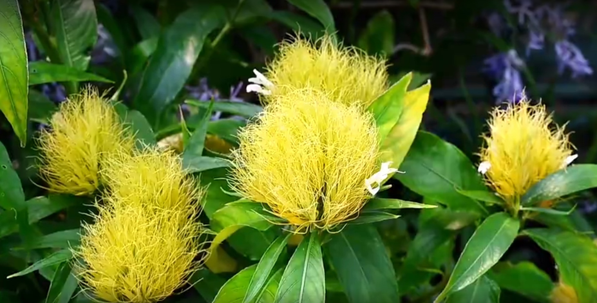动态连更挑战#  白金羽花,漫步南方小镇,偶遇白金羽花,惊艳了时光.