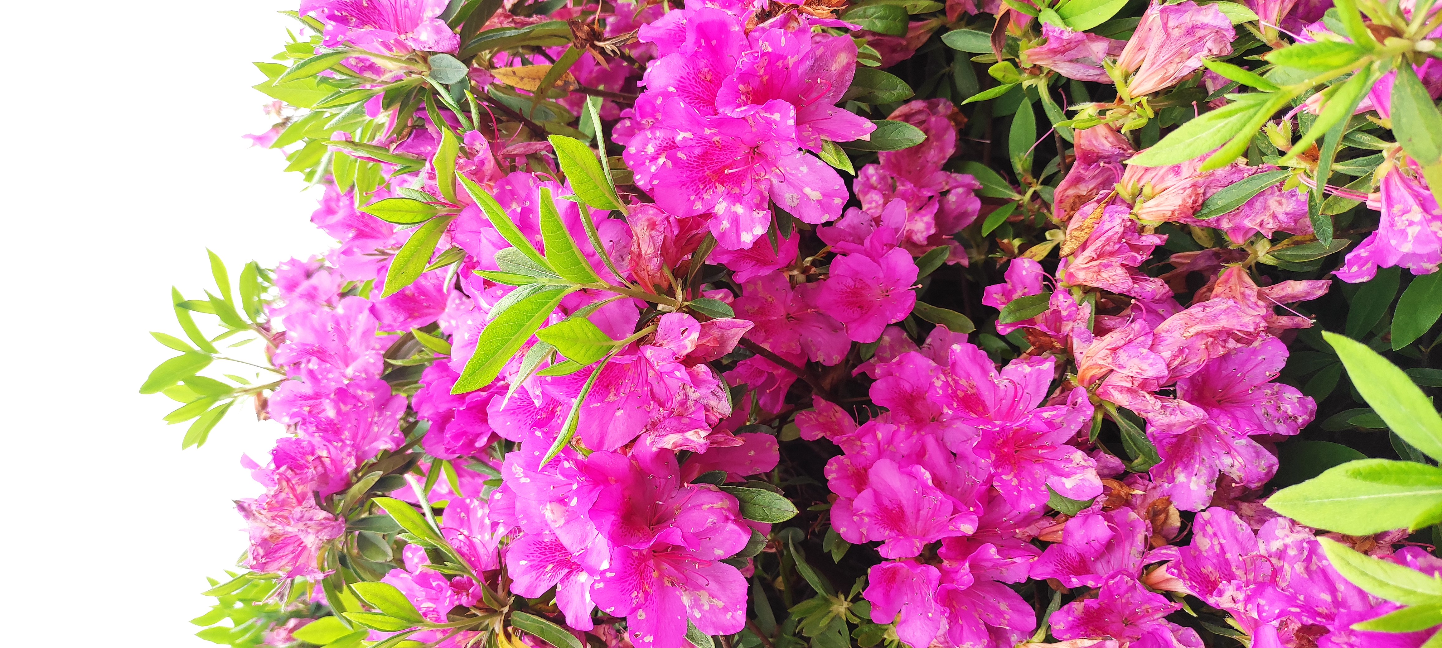 随手拍春天# 今天的阳光明媚,杜鹃花盛开如火,仿佛整个世界都被点亮