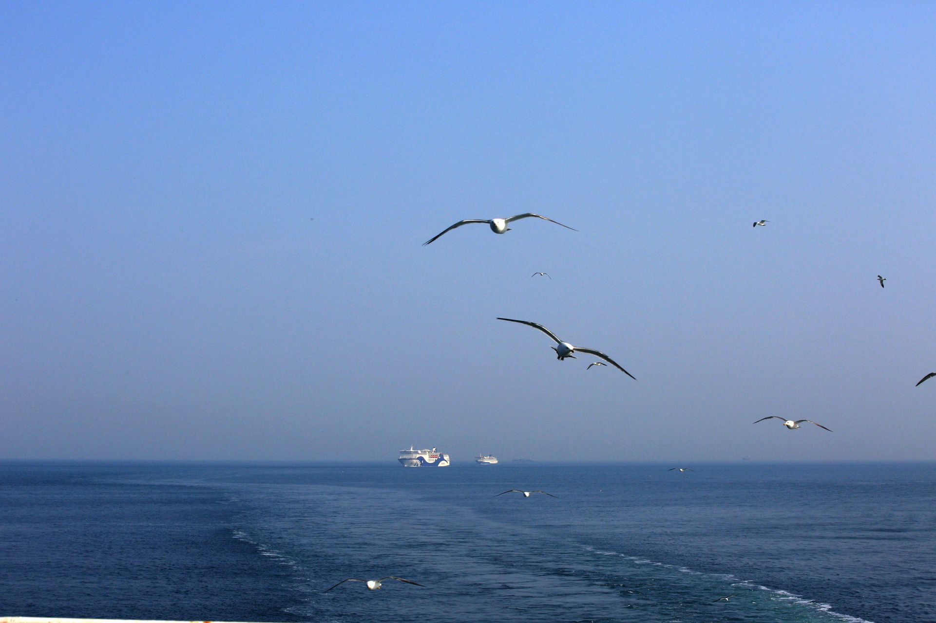 "一只海鸥在天空中翱翔,象征着自由与希望,一艘货轮在蓝色的海面上