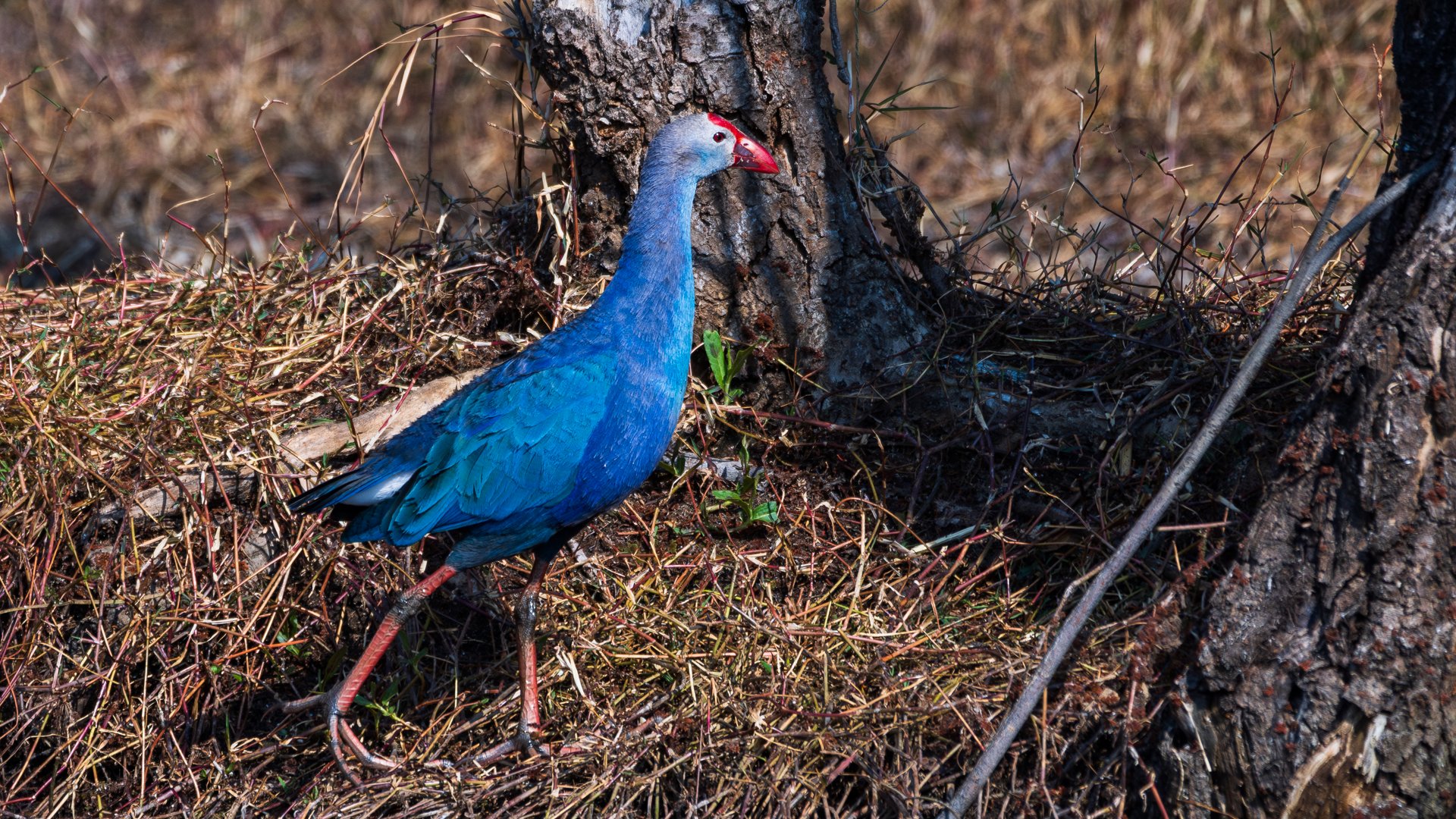 看看人家拍到的紫水鸡,红顶紫衣衫,呆萌呆萌的,真可爱