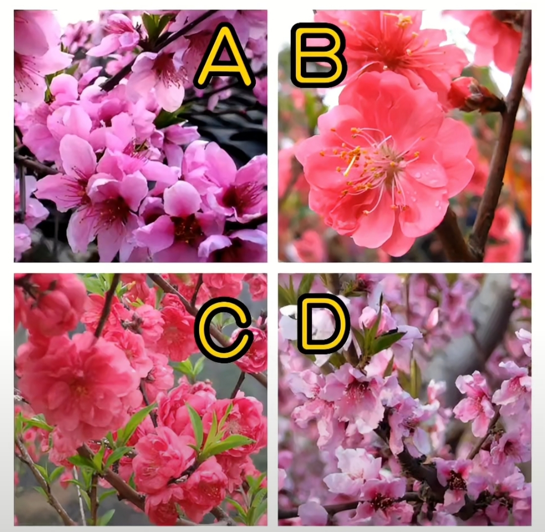 姓名桃花运测试(姓名看桃花异性缘) 姓名桃花运测试(姓名看桃花异性缘)