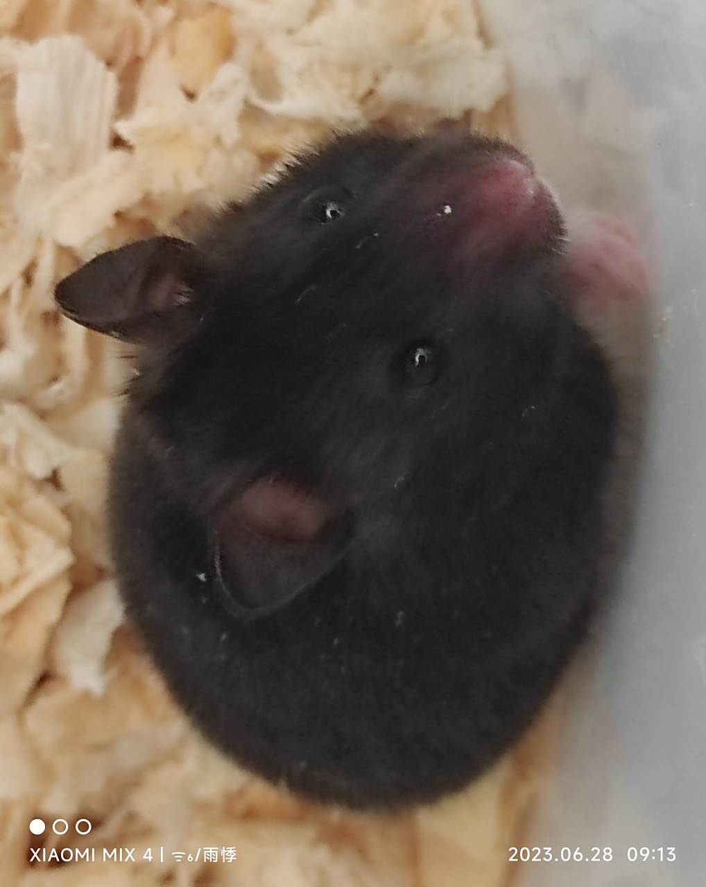 新成员报道,也是短毛黑93仓鼠,[滑稽]该叫什么名字呢?