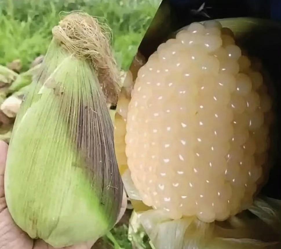 连玉米都开始内卷了呀,如今这世道真的要变了吗?